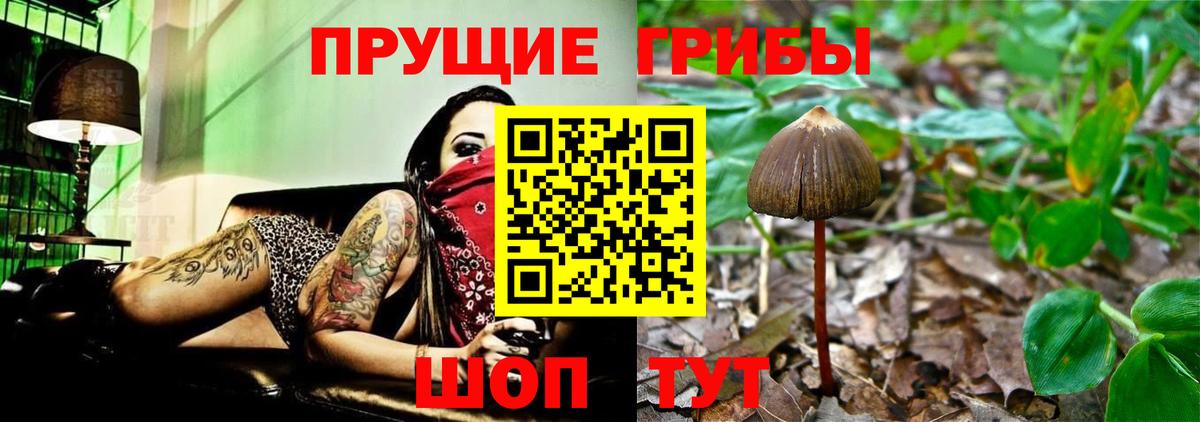 Горно-Алтайск  Галлюциногенные грибы мицелий  Псилоцибиновые грибы Psilocybe  Вход с VPN 
